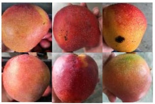 AI Mango Classification